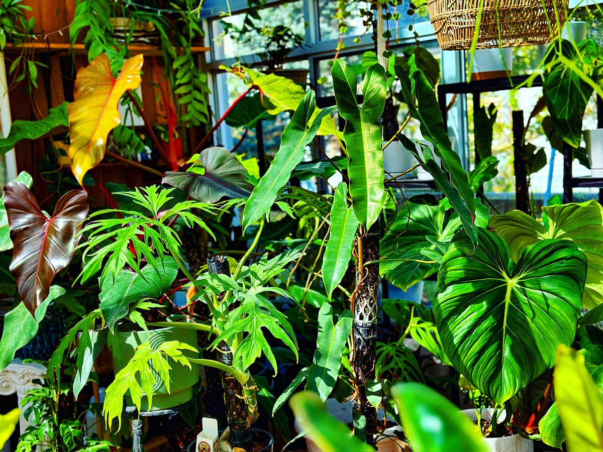 Discover Modular Plant Supports: The Ideal Solution for Climbing Plants | Beyond Beleaf