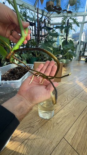 Transform Your Houseplant Care with Beyond Beleaf Professional Plant Supports