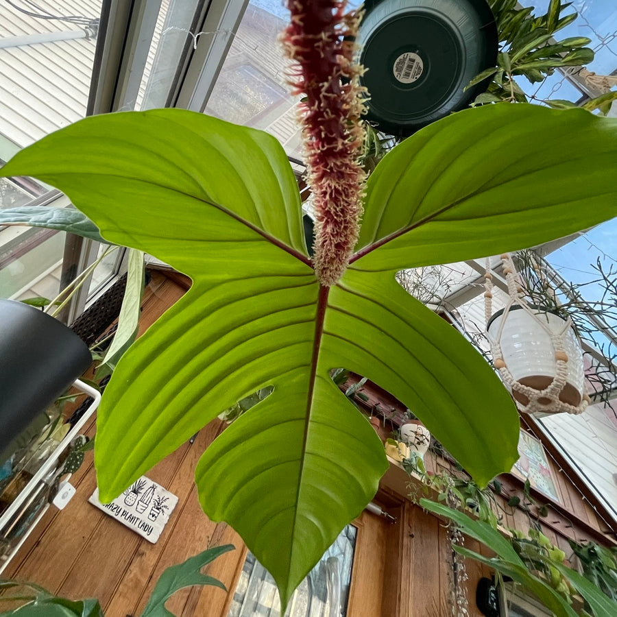 Maximizing Plant Growth: Secrets to Bigger, Healthier Leaves