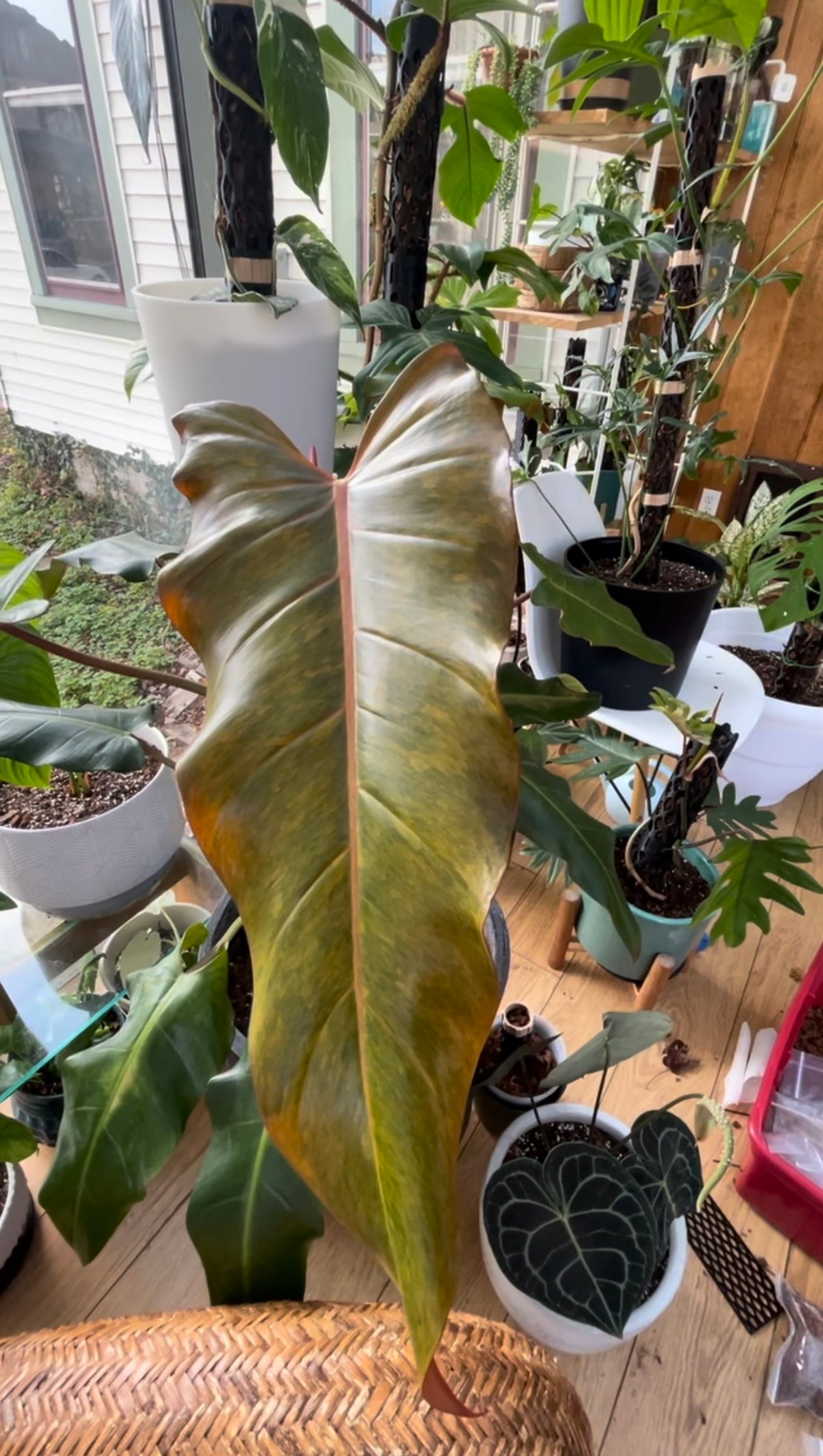 Stable and Durable Plant Supports for Your Garden