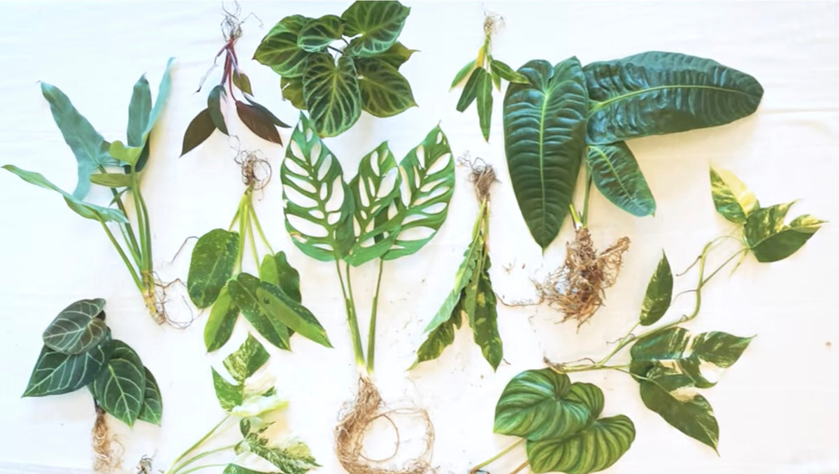 How Rare Plant Collecting Inspired the Creation of Beyond Beleaf Supports