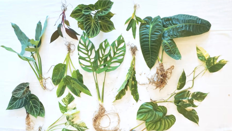 How Rare Plant Collecting Inspired the Creation of Beyond Beleaf Supports