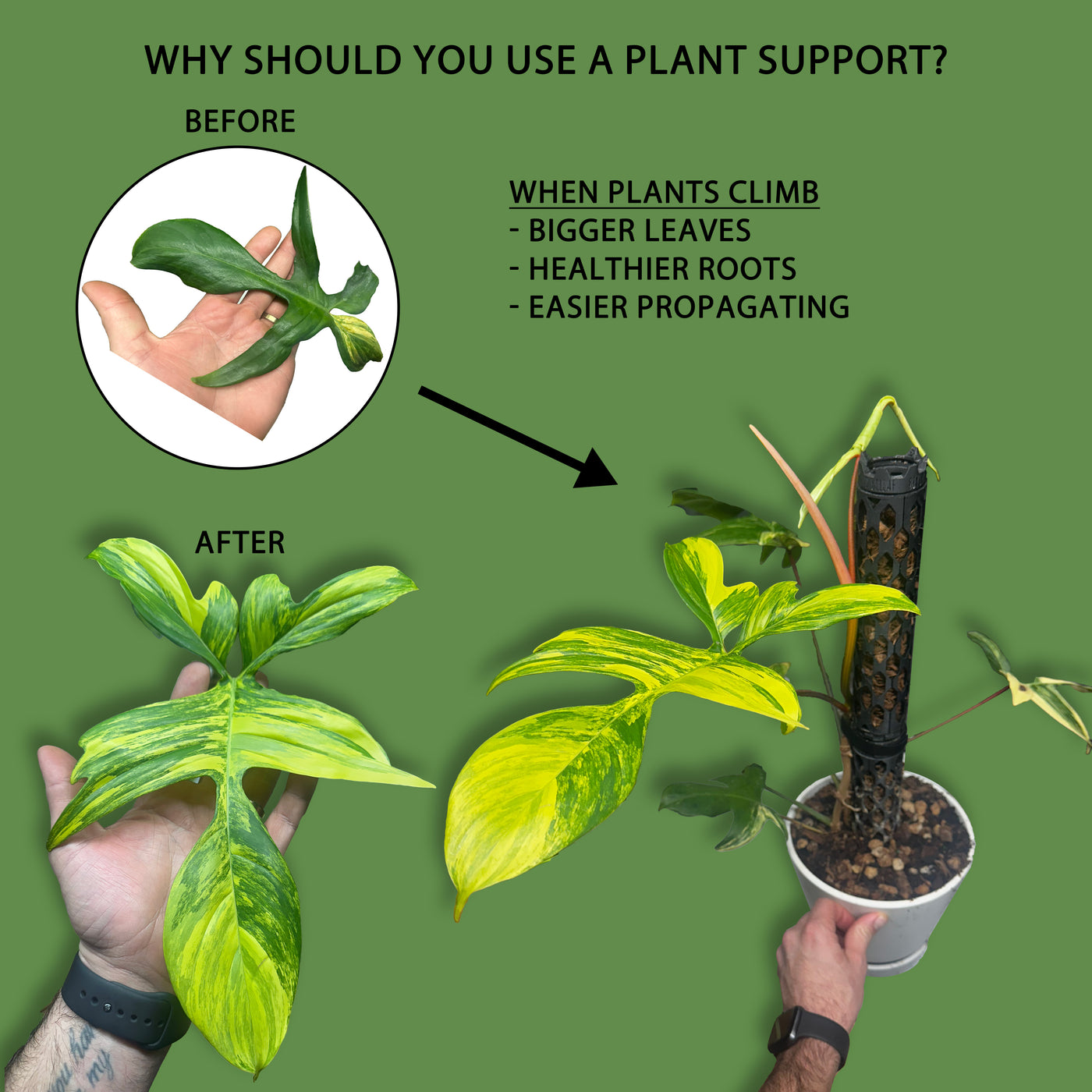 Professional Plant Support Kit | Moss Pole Alternative for Indoor Plants