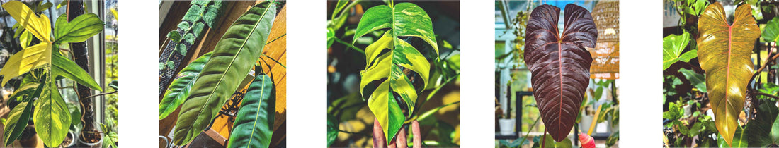 Beyond Beleaf conservatory with collector houseplants