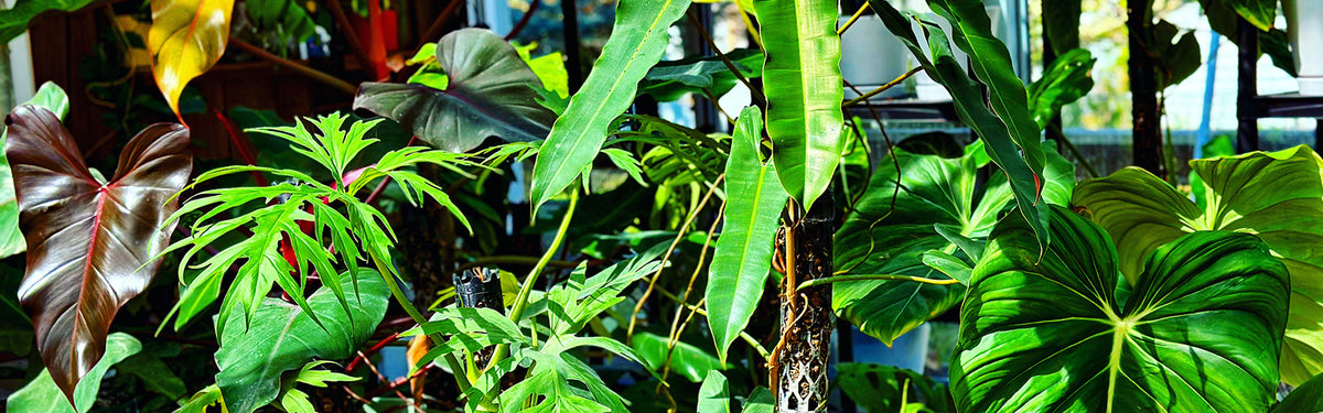 Beyond Beleaf modular moss pole supporting a climbing houseplant