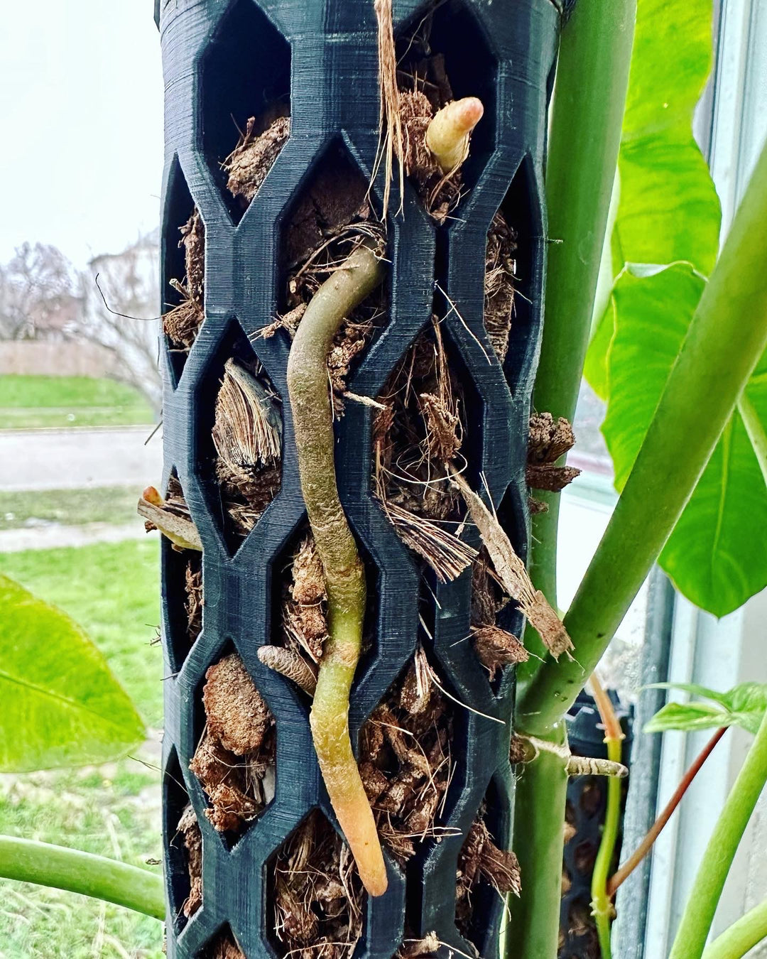 Plant Supports | Moss Poles & Indoor Plant Care Solutions  Beyond Beleaf