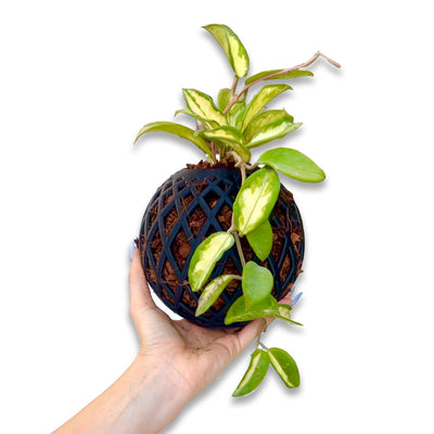 Kokedama ball handheld with coco chip-filled design, supporting a climbing plant in an eco-friendly and stylish setup.
