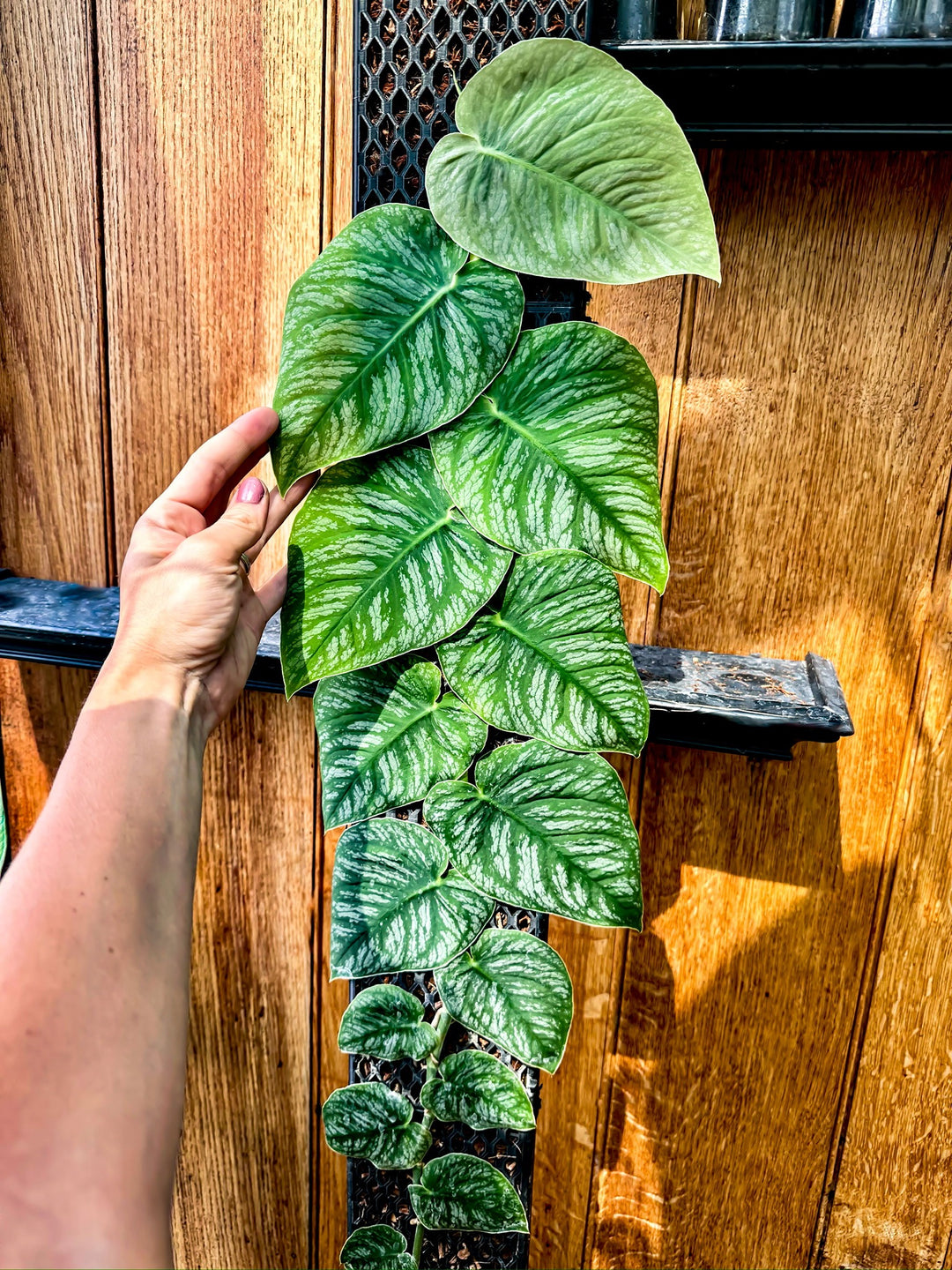 monstera dubia ableger Shingling Plant Supports for Climbing Plants like Monstera Dubia – Beyond  Beleaf