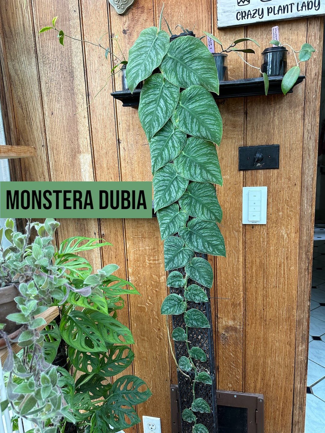 monstera white mint Monstera deliciosa variegata 'Mint' Baby main image 0