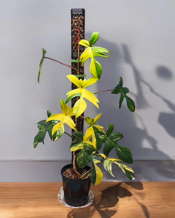 Square plant support with Florida Ghost, Monstera Aurea, and Monstera Mint climbing. Stackable, extendable, self-watering moss pole for plants to climb up, providing sturdy vertical growth support.