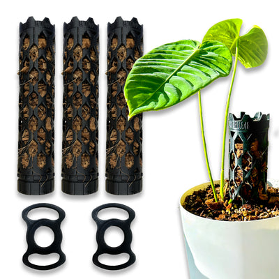 Medium professional plant support with coco chips for climbing plants like Monstera and Philodendron, self-watering and extendable.