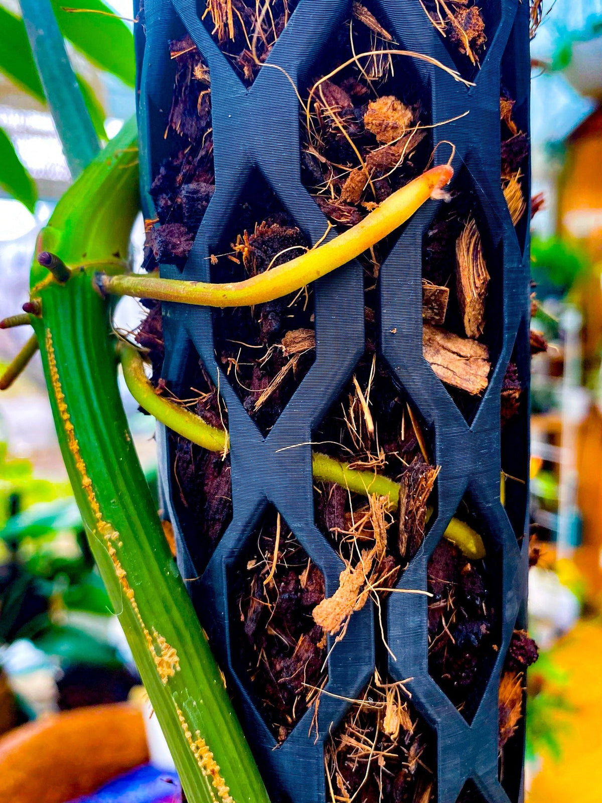 Modular Moss Pole Kit - Philodendron climbing through segments, healthy aerial root growth on extendable plant support system