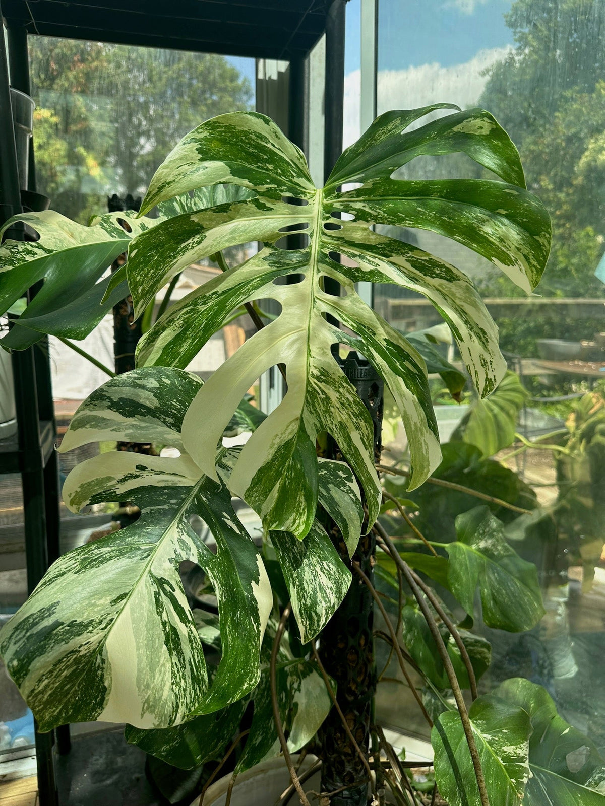 Variegated Monstera Albo climbing a modular moss pole extension - premium extendable plant support for rare and climbing houseplants