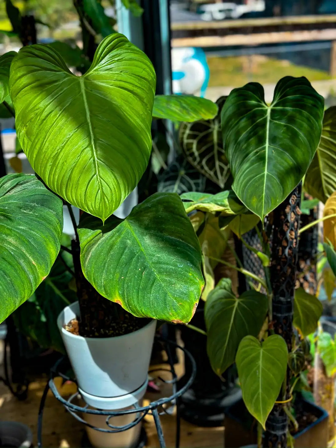 Leafy houseplants in a bright plant room