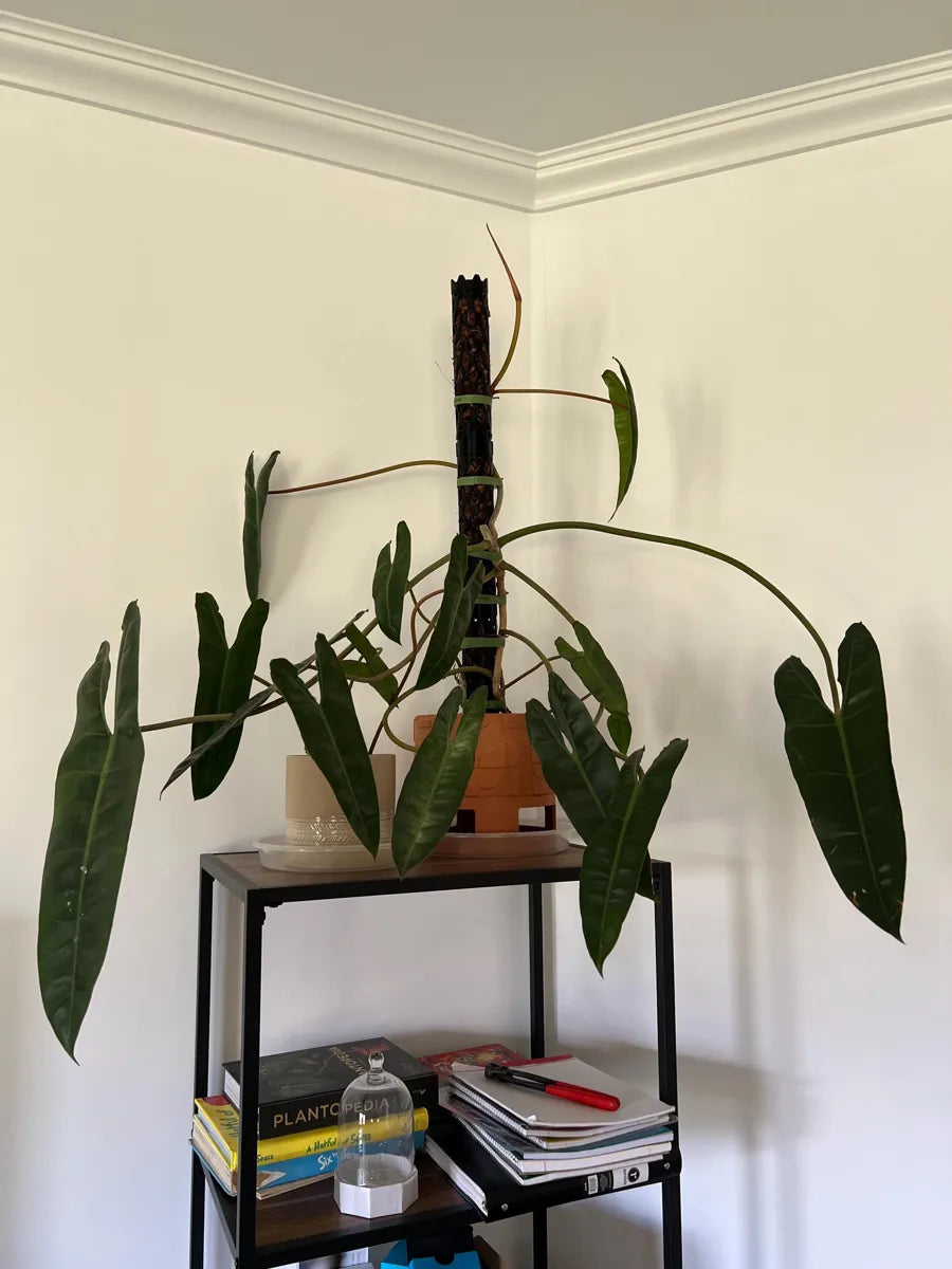 Customer photo of a Beyond Beleaf moss pole, from Amy's Etsy review