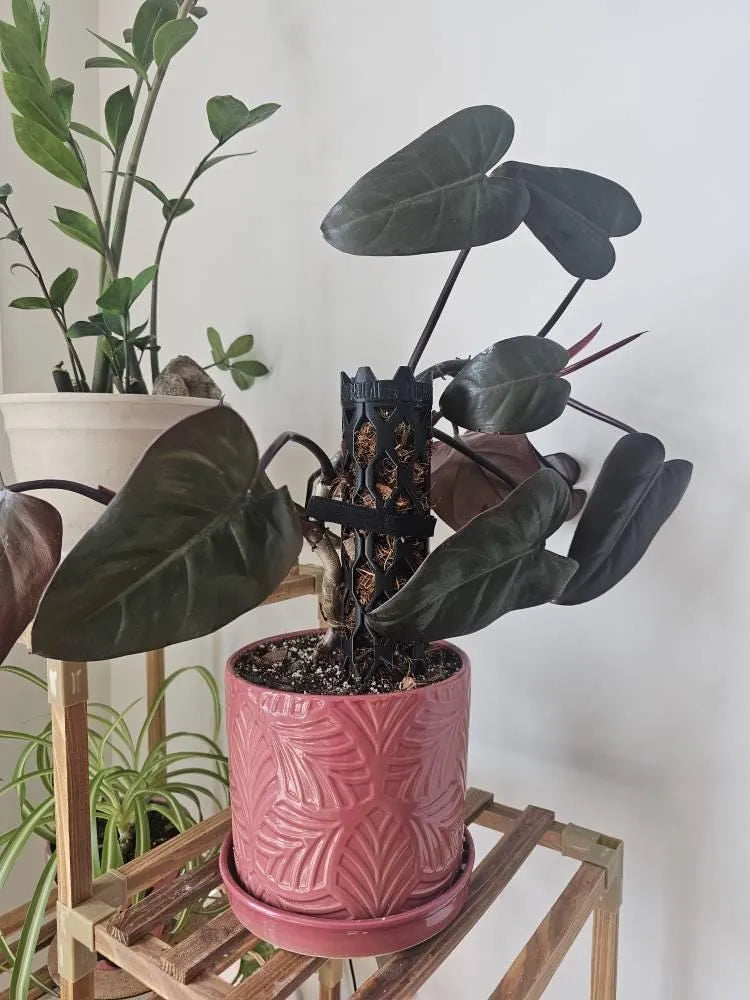 Customer photo of a Beyond Beleaf moss pole, from Etsy buyer's Etsy review