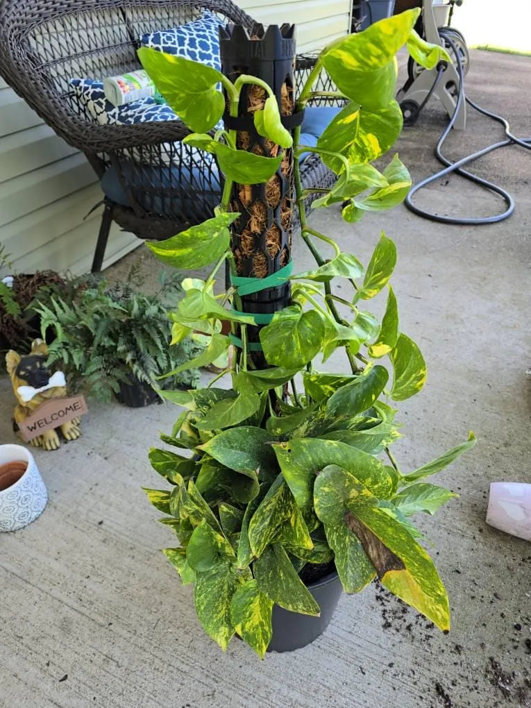Customer photo of a Beyond Beleaf moss pole, from Etsy buyer's Etsy review