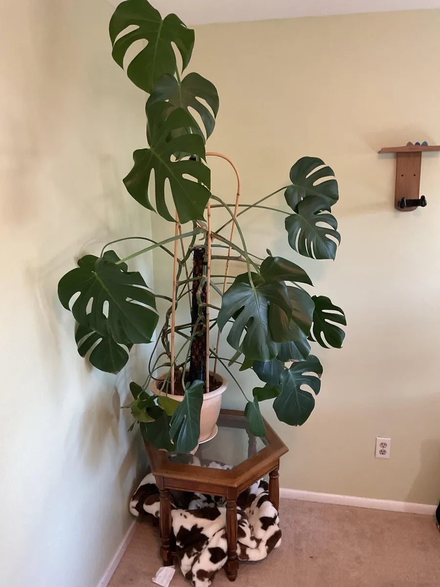Customer photo of a Beyond Beleaf moss pole, from Maddie's Etsy review