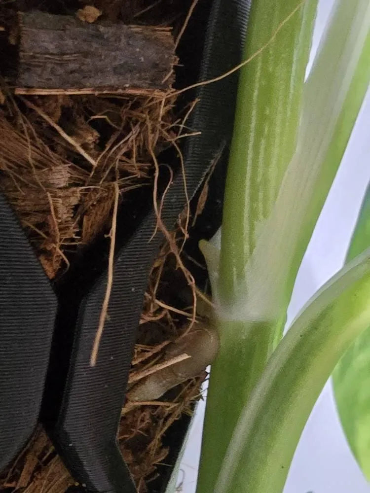 Customer photo of a Beyond Beleaf moss pole, from Etsy buyer's Etsy review