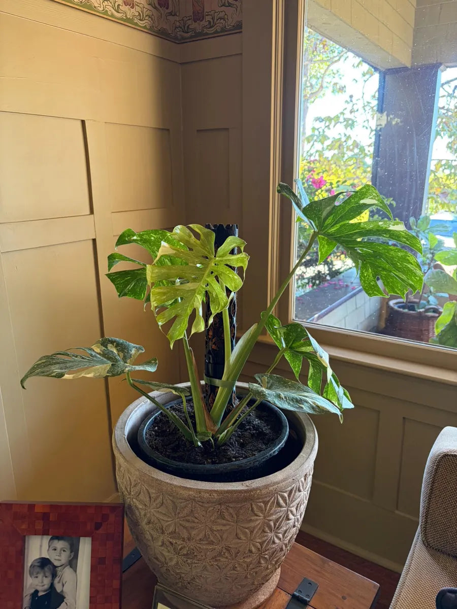 Customer photo of a Beyond Beleaf moss pole, from Jennifer's Etsy review