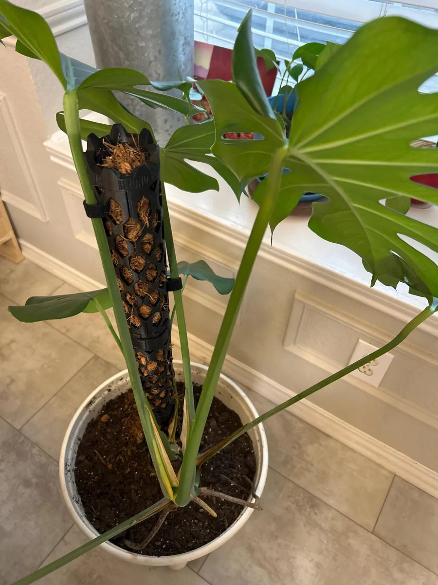 Customer photo of a Beyond Beleaf moss pole, from Drew's Etsy review