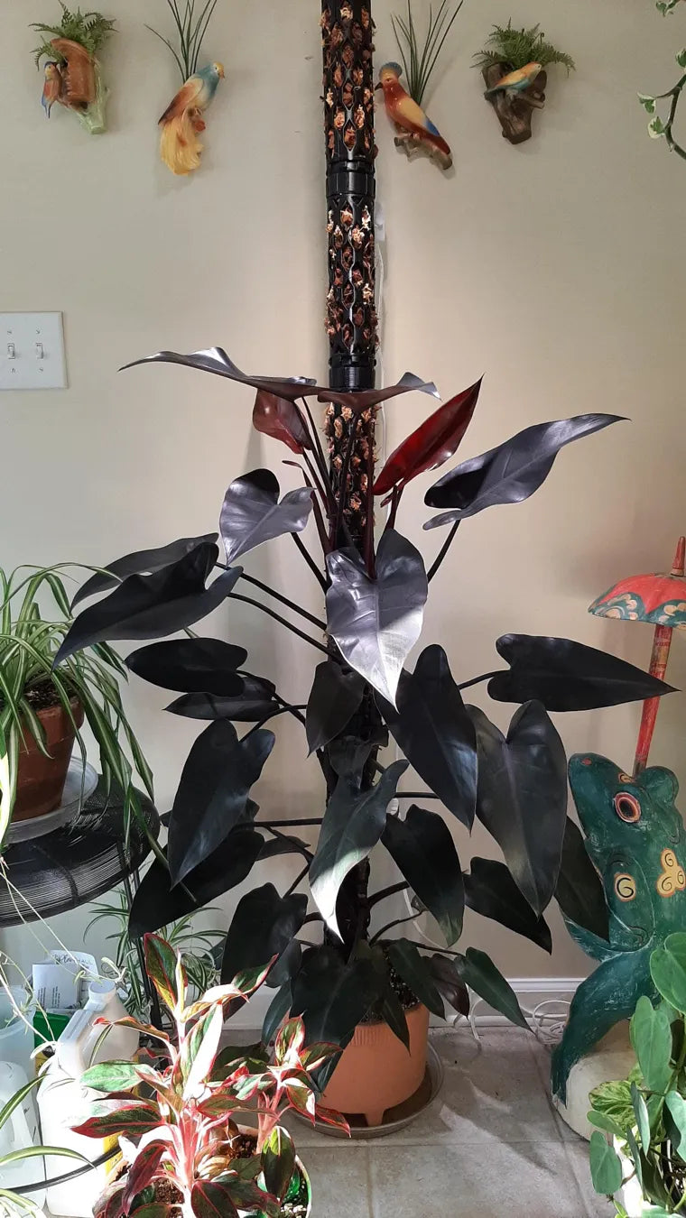 Customer photo of a Beyond Beleaf moss pole, from Etsy buyer's Etsy review