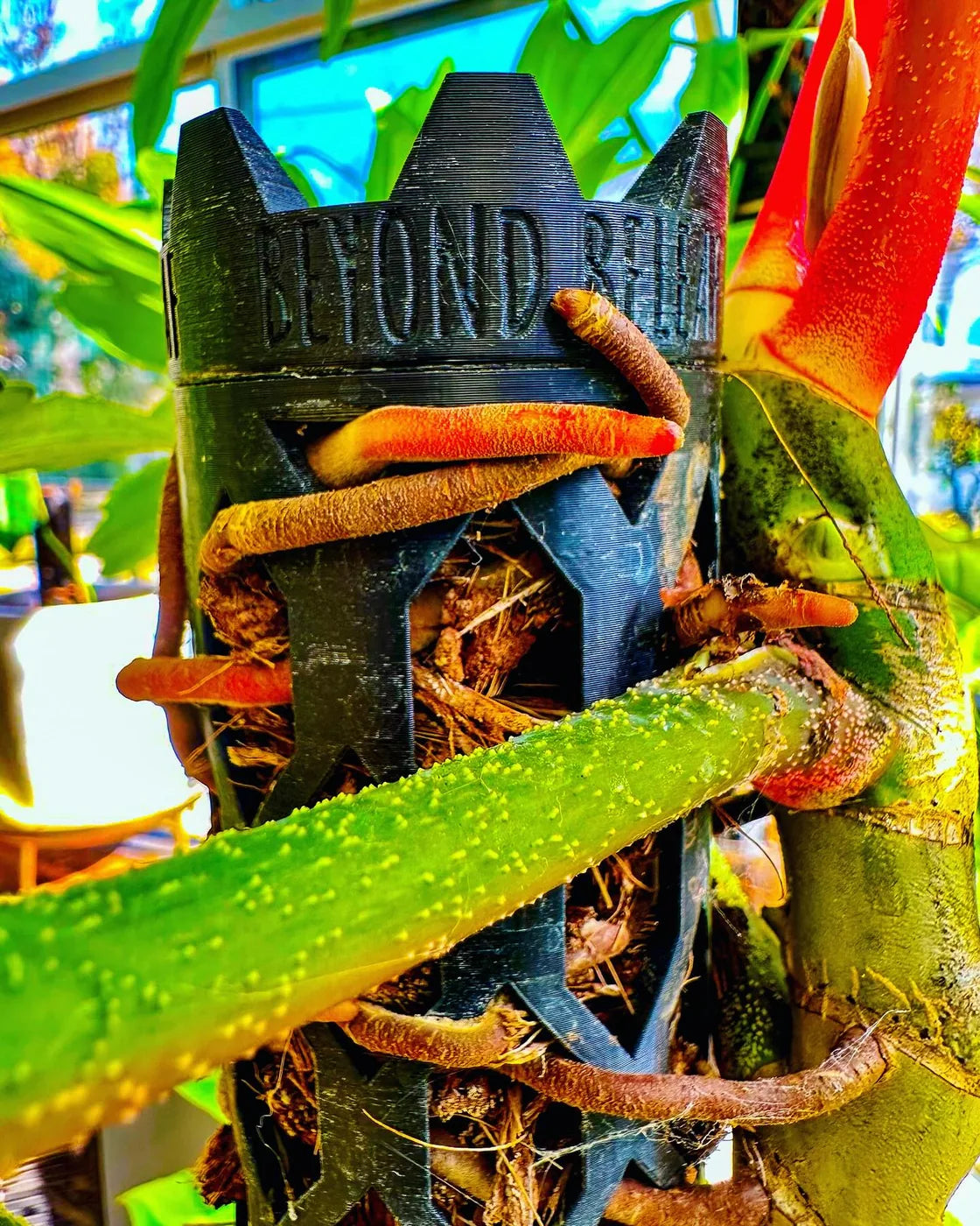 Philodendron aerial roots growing into a Beyond Beleaf moss pole