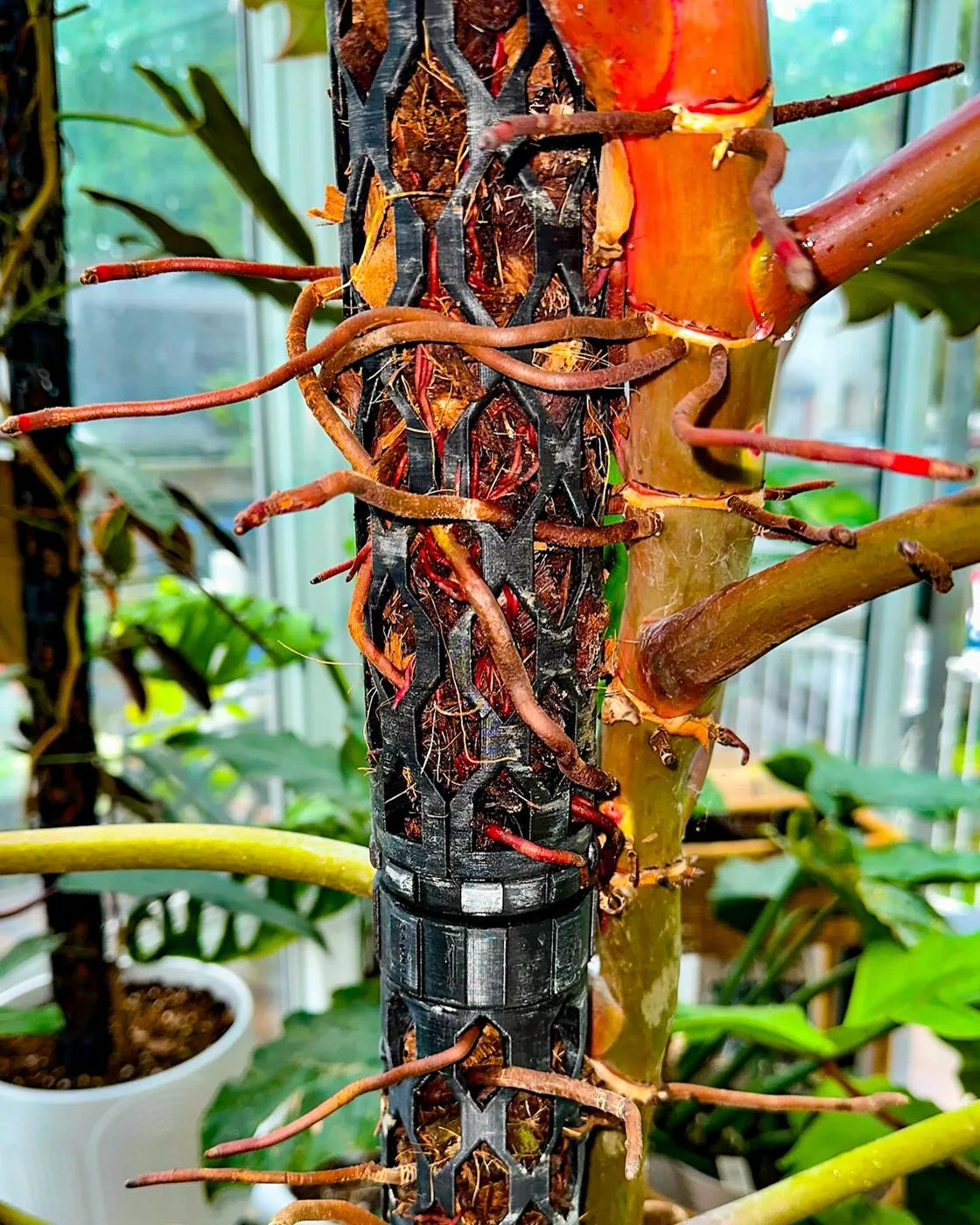 Climbing aroid on stacked Beyond Beleaf moss pole segments