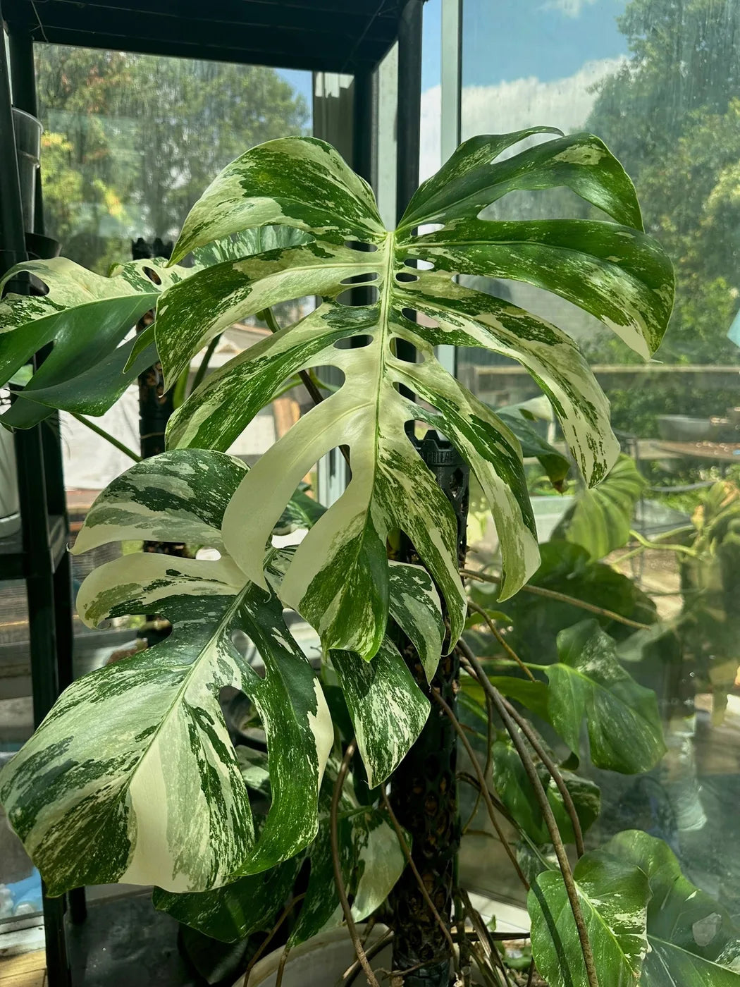 Variegated Monstera Albo climbing a moss pole by a window