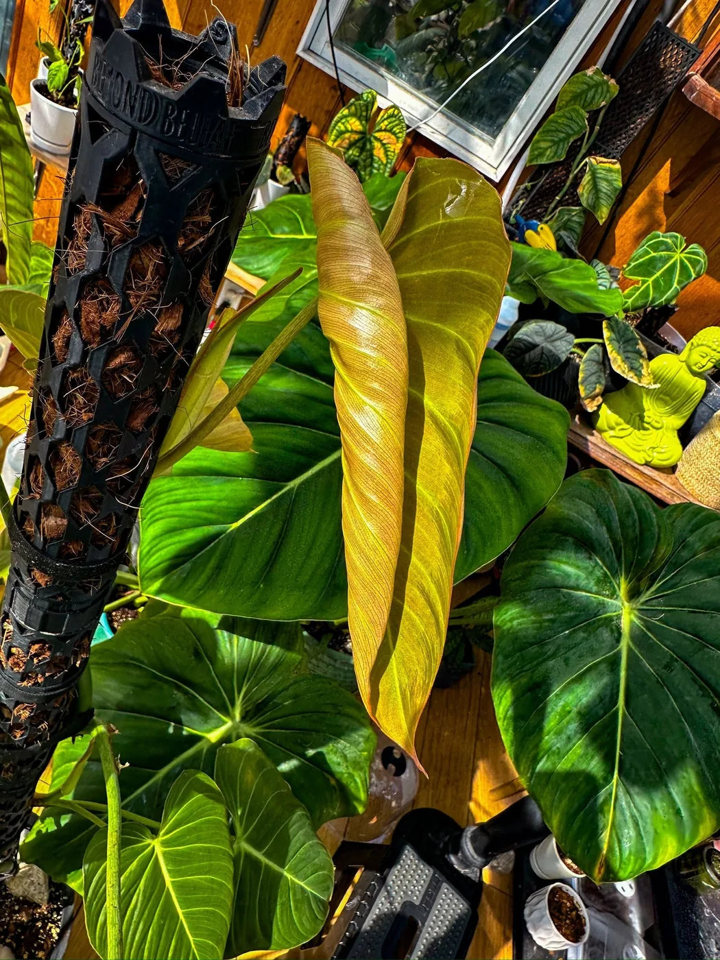 Philodendron unfurling beside a branded Beyond Beleaf moss pole