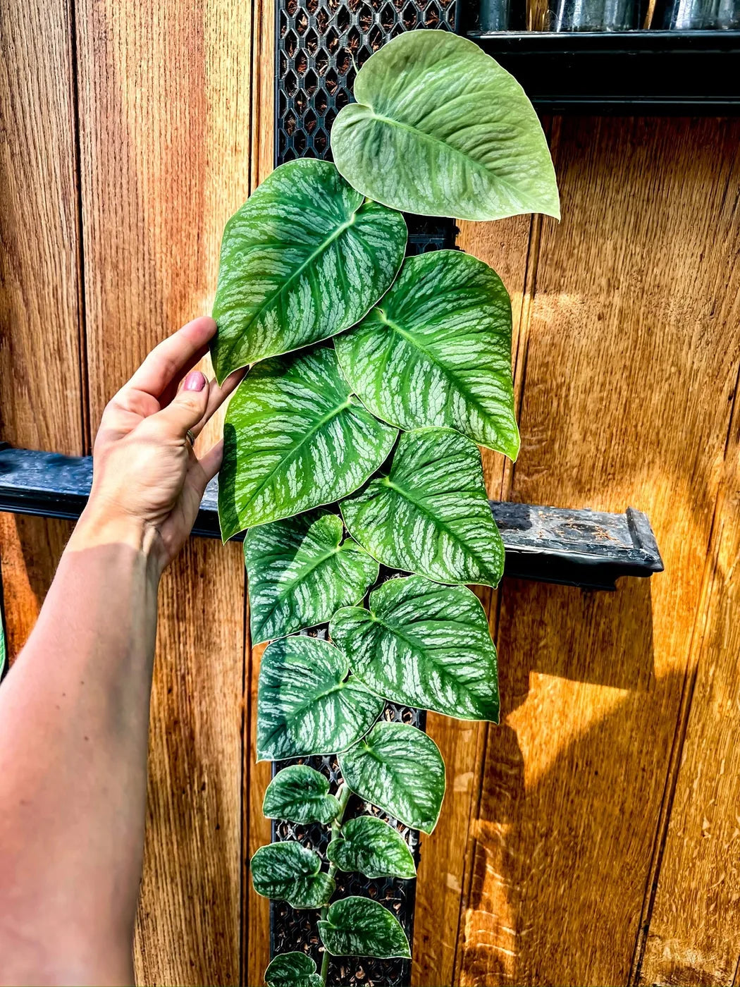 Monstera dubia shingling up a black mesh moss pole