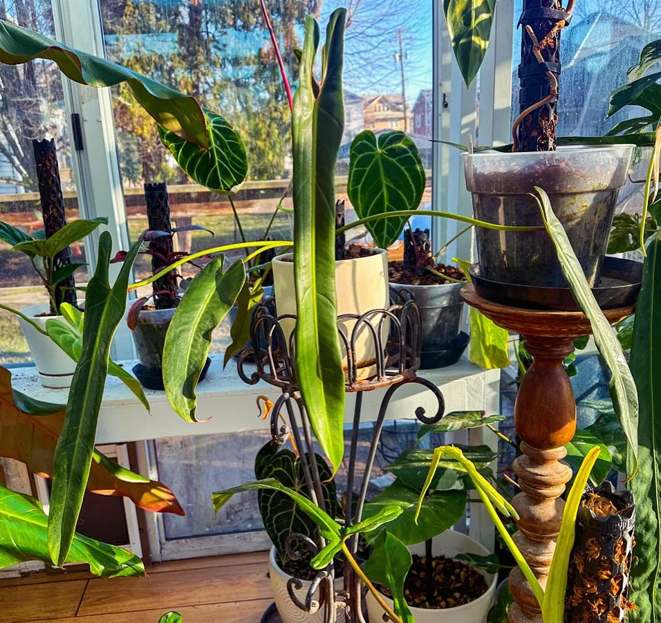Plant room with several specimens on moss poles by a window