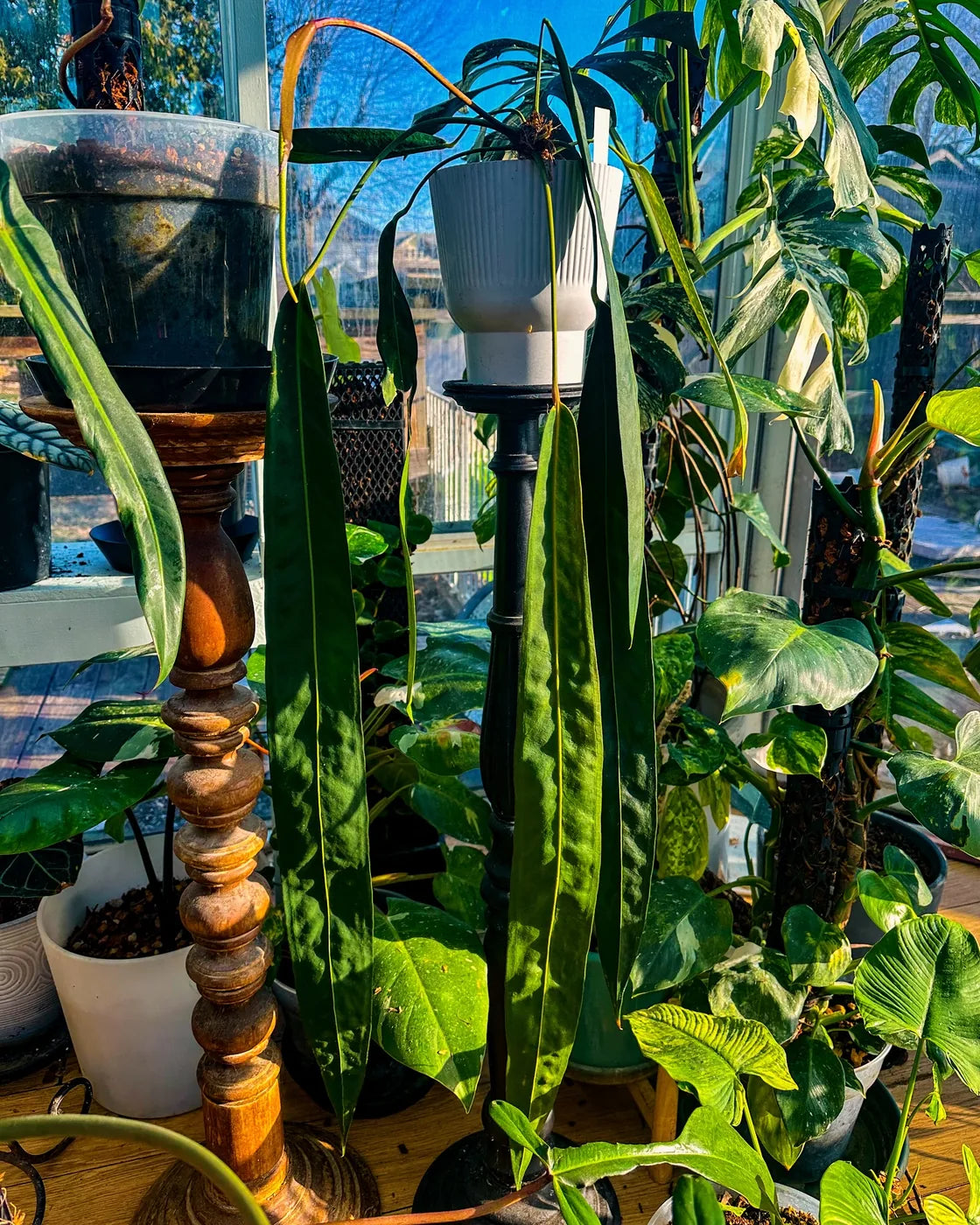 Long-leaf anthurium in a plant room with moss pole supports