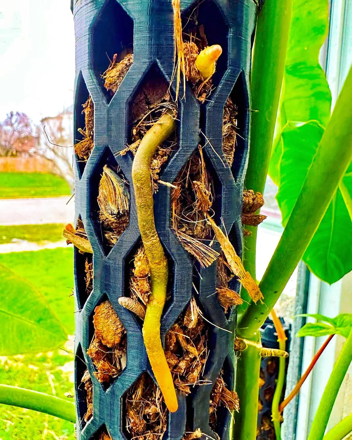 Close-up of aerial root entering cocoa chips in a Beyond Beleaf plant support by a window