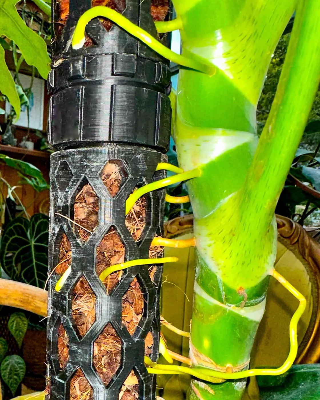 Close-up of plant stem and roots anchored in a Beyond Beleaf moss pole