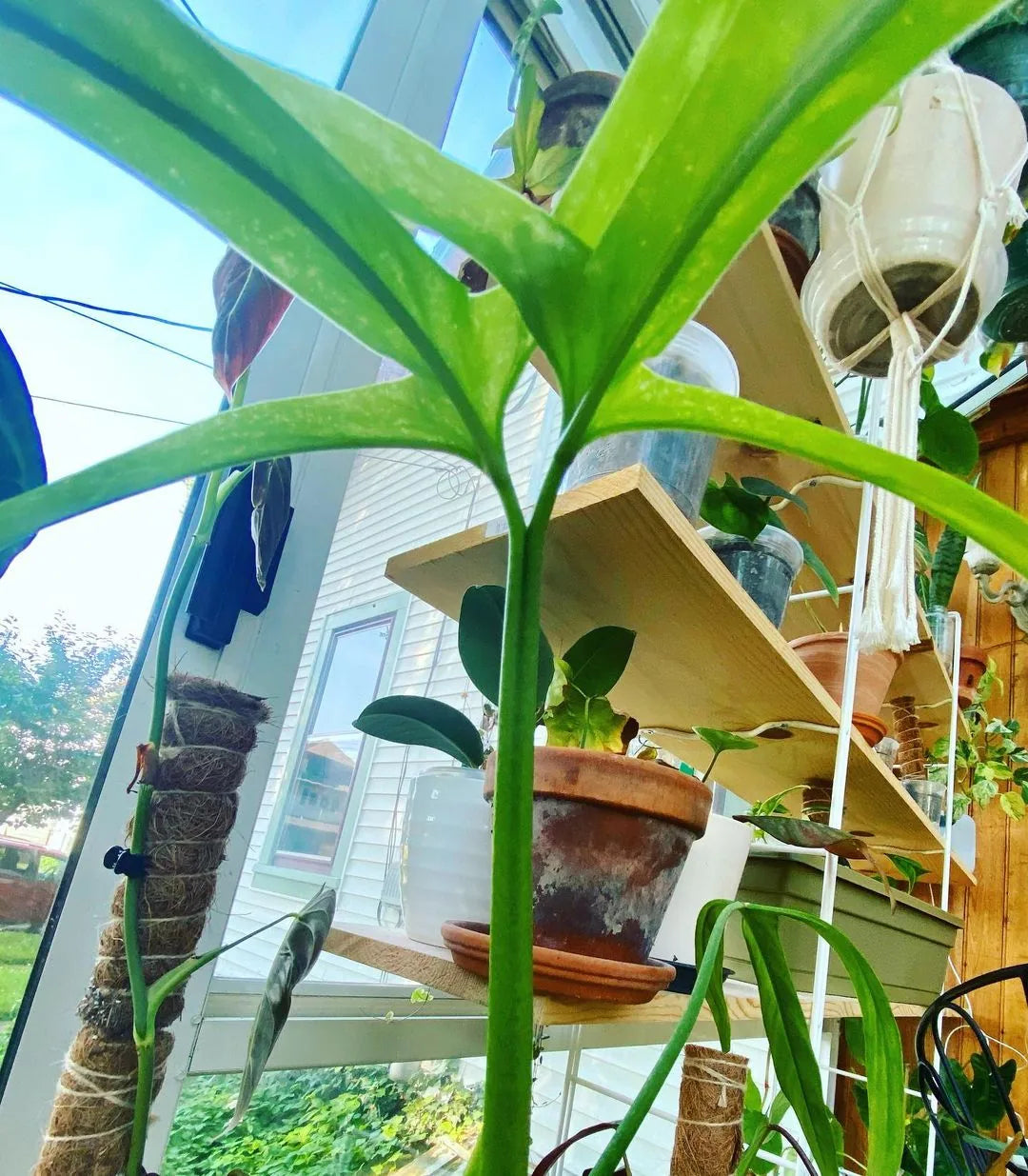 Monstera aurea climbing a Beyond Beleaf Infinity Support