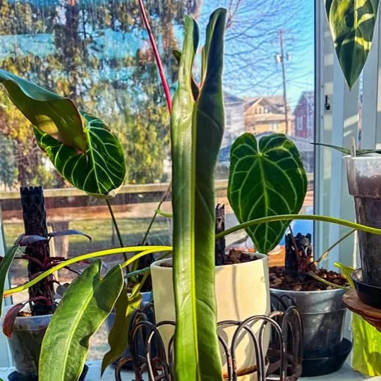 Philodendron spiritus-sancti with Beyond Beleaf plant support nearby