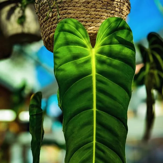 Philodendron esmeraldas on a woven moss-style support