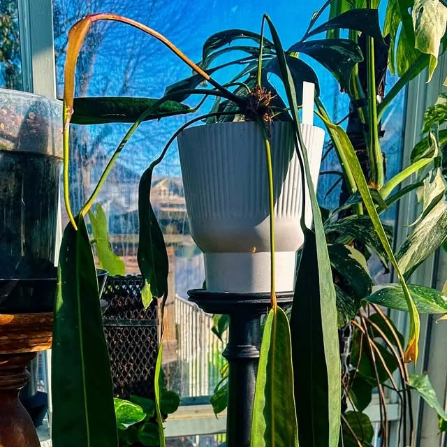 Anthurium wendlingeri among support-grown specimens