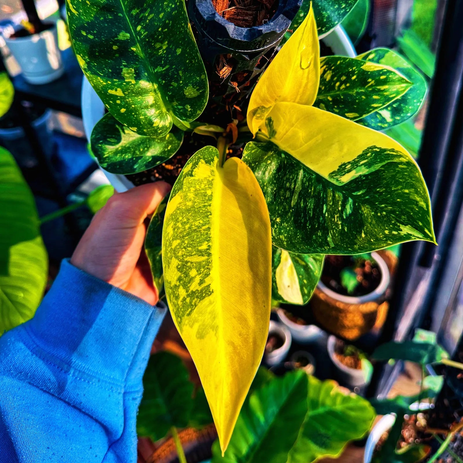 Philodendron Congo Nuclear with yellow variegation on a Beyond Beleaf plant support