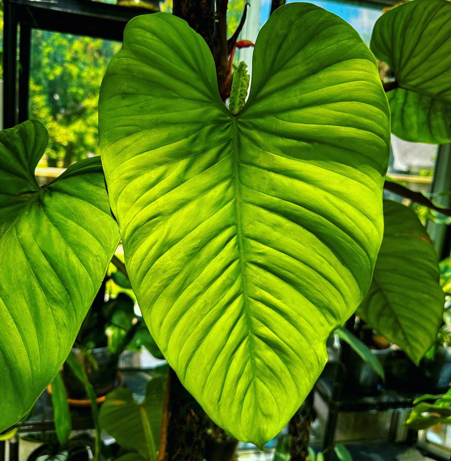 Philodendron ernestii climbing a Beyond Beleaf Professional Support