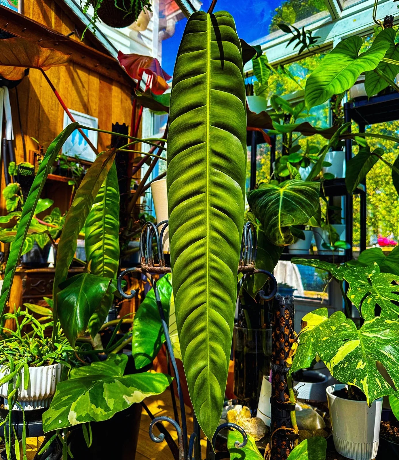 Philodendron patriciae strap leaf on a Beyond Beleaf plant support in a plant room