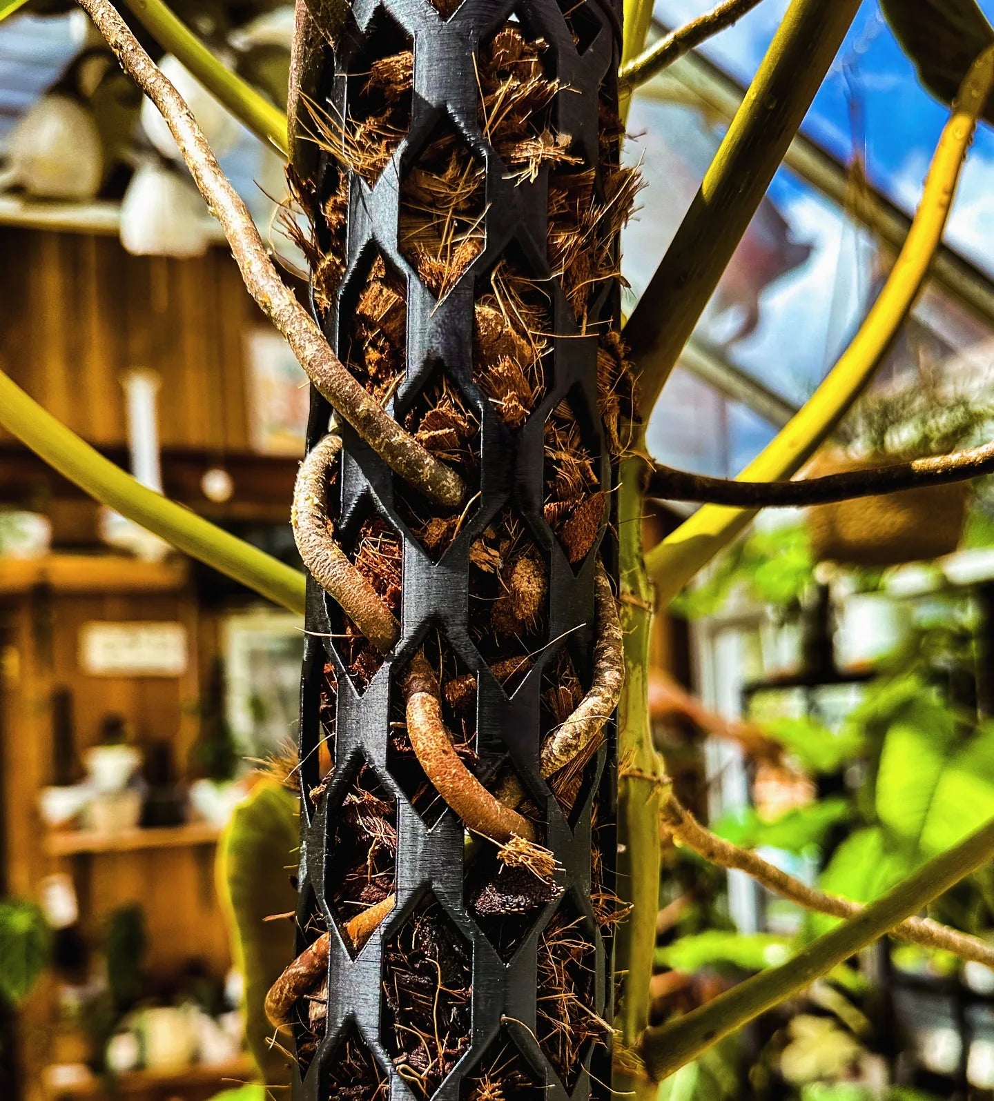 Aerial roots of a climbing aroid entering cocoa chips in a Beyond Beleaf plant support