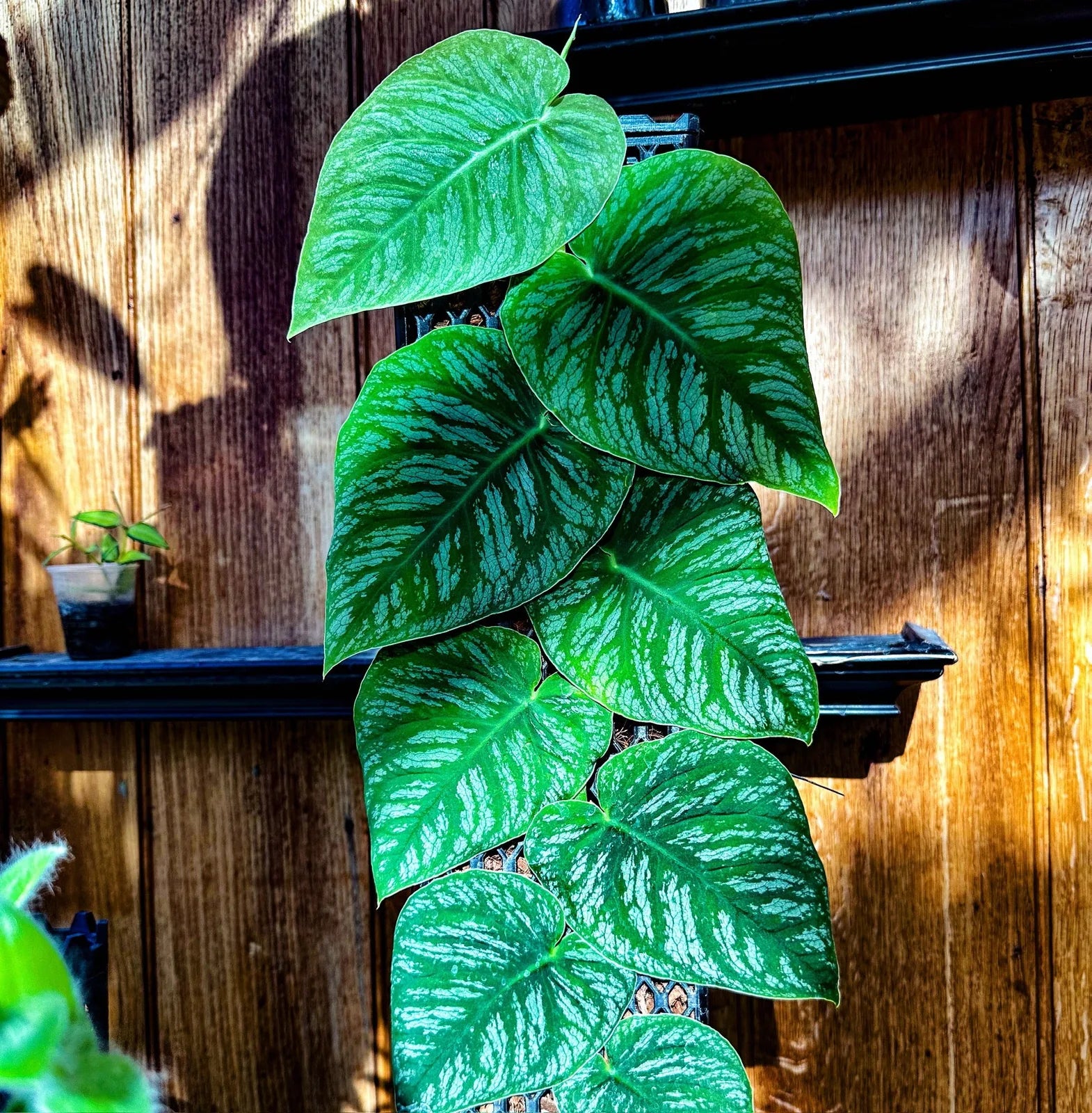 Monstera dubia shingling up a Beyond Beleaf plant support on a wood wall