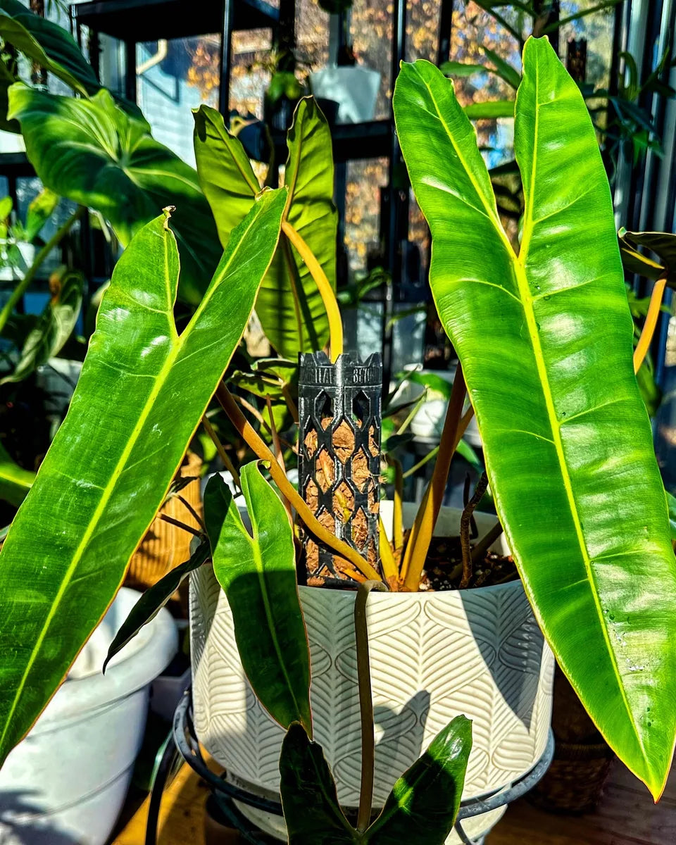 Philodendron billietiae climbing a Beyond Beleaf plant support