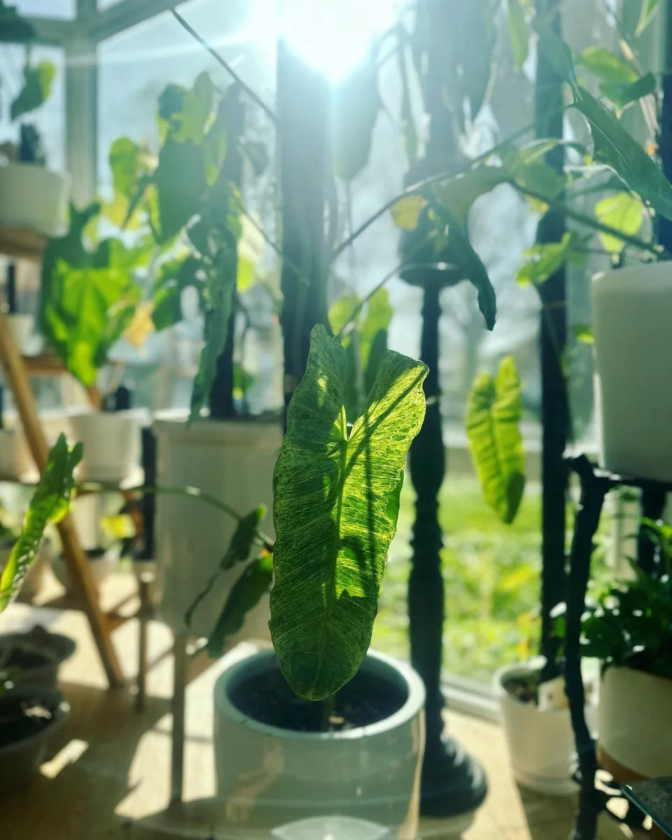 Philodendron Paraiso Verde climbing a Beyond Beleaf plant support