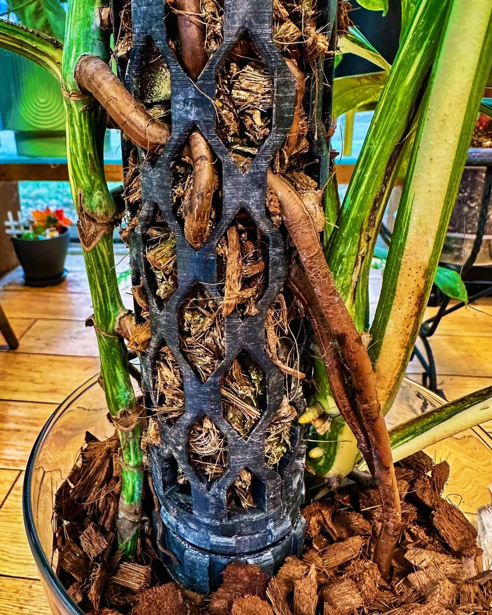 Monstera Albo aerial roots entering cocoa chips in a Beyond Beleaf plant support