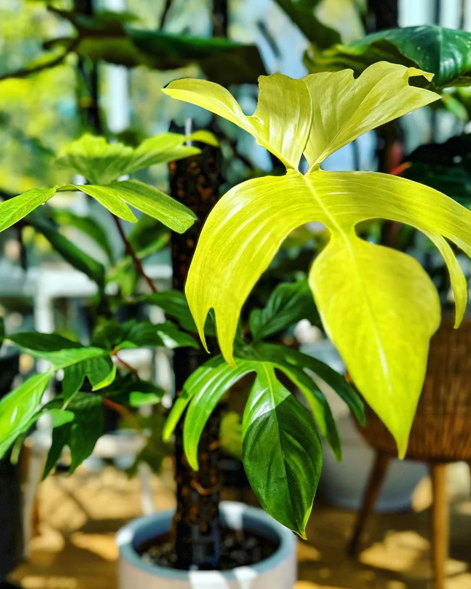 Philodendron Florida Ghost on a Beyond Beleaf plant support