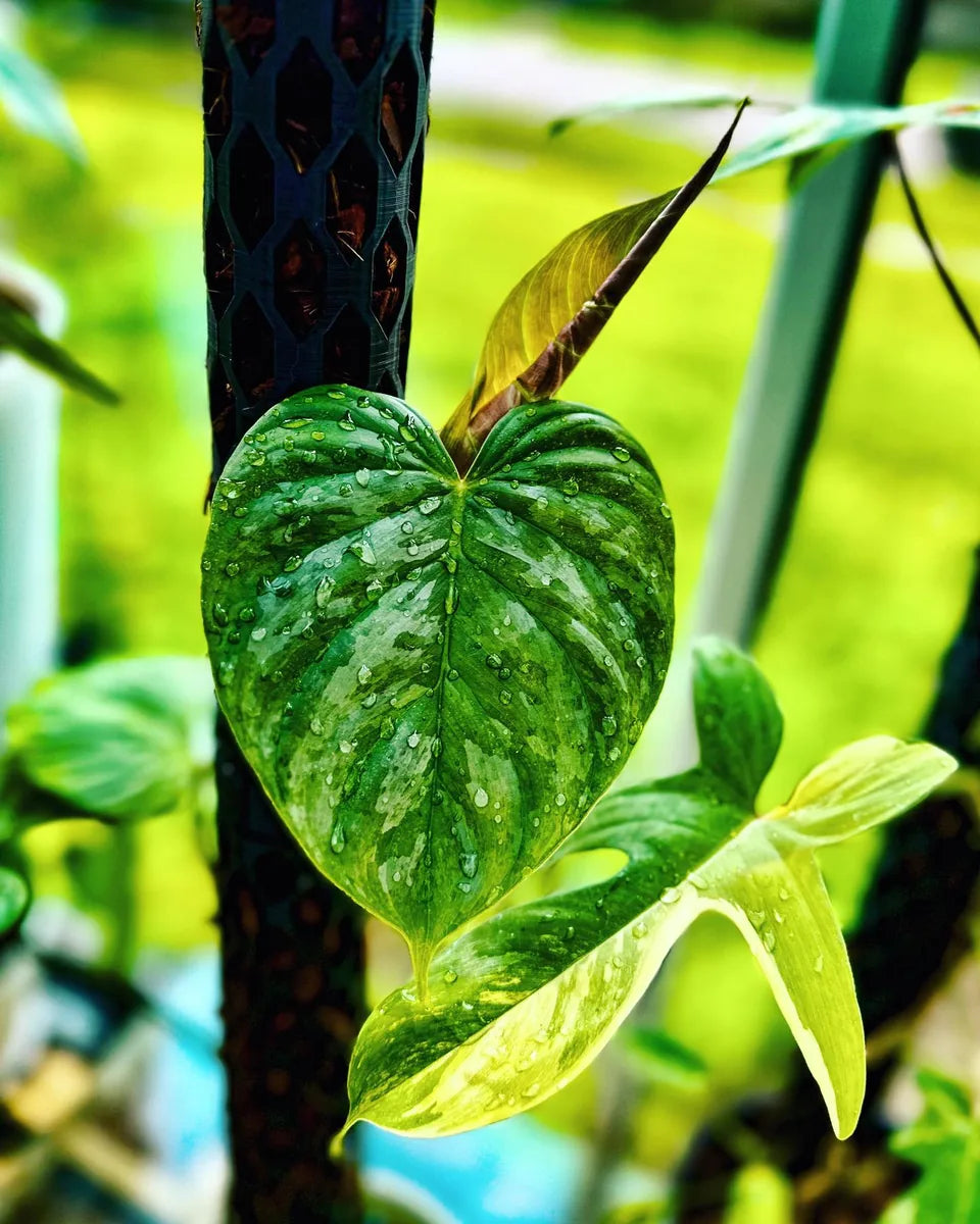 Philodendron Florida Beauty climbing a Beyond Beleaf plant support