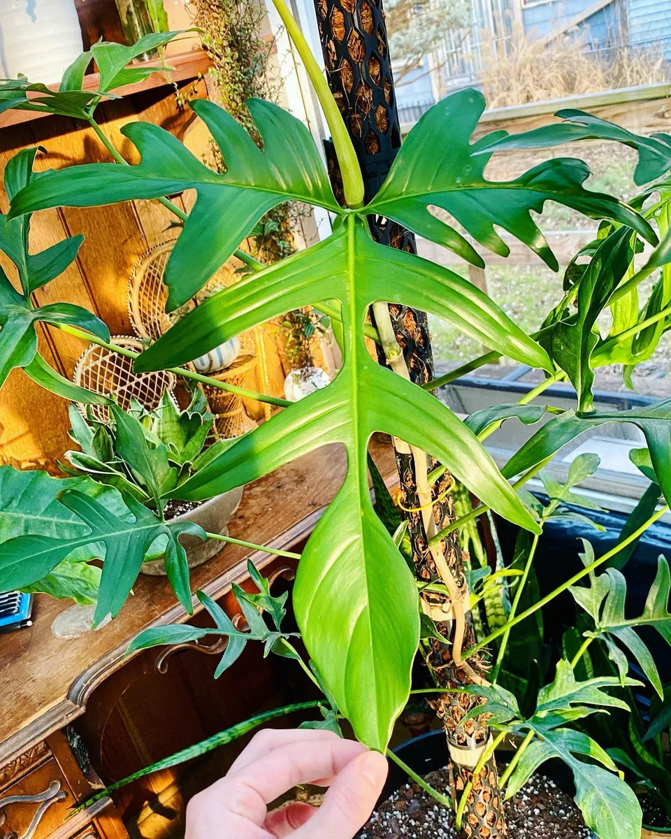 Philodendron Glad Hands climbing a Beyond Beleaf plant support